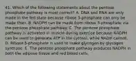 41. Which of the following statements about the pentose phosphate pathway is most correct? A. DNA and RNA are only made in the fed state because ribose 5-phosphate can only be made then. B. NADPH can be made from ribose 5-phosphate via the pentose phosphate pathway. C. The pentose phosphate pathway is activated in muscle during exercise because NADPH can be used to generate ATP in the cytosol, while NADH cannot. D. Ribose 5-phosphate is used to make glycogen by glycogen synthase. E. The pentose phosphate pathway produces NADPH in both the adipose tissue and red blood cells.