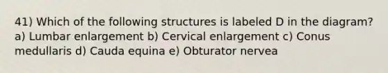 41) Which of the following structures is labeled D in the diagram? a) Lumbar enlargement b) Cervical enlargement c) Conus medullaris d) Cauda equina e) Obturator nervea