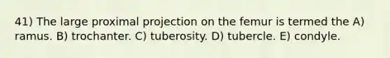 41) The large proximal projection on the femur is termed the A) ramus. B) trochanter. C) tuberosity. D) tubercle. E) condyle.