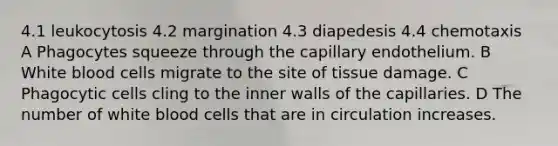 4.1 leukocytosis 4.2 margination 4.3 diapedesis 4.4 chemotaxis A Phagocytes squeeze through the capillary endothelium. B White blood cells migrate to the site of tissue damage. C Phagocytic cells cling to the inner walls of the capillaries. D The number of white blood cells that are in circulation increases.