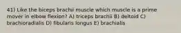 41) Like the biceps brachii muscle which muscle is a prime mover in elbow flexion? A) triceps brachii B) deltoid C) brachioradialis D) fibularis longus E) brachialis