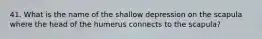 41. What is the name of the shallow depression on the scapula where the head of the humerus connects to the scapula?