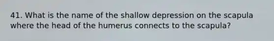 41. What is the name of the shallow depression on the scapula where the head of the humerus connects to the scapula?