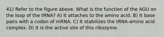 41) Refer to the figure above. What is the function of the AGU on the loop of the tRNA? A) It attaches to the amino acid. B) It base pairs with a codon of mRNA. C) It stabilizes the tRNA-amino acid complex. D) It is the active site of this ribozyme.