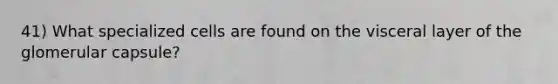 41) What specialized cells are found on the visceral layer of the glomerular capsule?