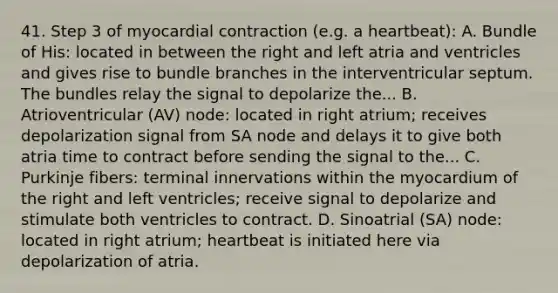 41. Step 3 of myocardial contraction (e.g. a heartbeat): A. Bundle of His: located in between the right and left atria and ventricles and gives rise to bundle branches in the interventricular septum. The bundles relay the signal to depolarize the... B. Atrioventricular (AV) node: located in right atrium; receives depolarization signal from SA node and delays it to give both atria time to contract before sending the signal to the... C. Purkinje fibers: terminal innervations within the myocardium of the right and left ventricles; receive signal to depolarize and stimulate both ventricles to contract. D. Sinoatrial (SA) node: located in right atrium; heartbeat is initiated here via depolarization of atria.