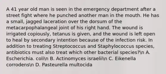 A 41 year old man is seen in the emergency department after a street fight where he punched another man in the mouth. He has a small, jagged laceration over the dorsum of the metacarpophalangeal joint of his right hand. The wound is irrigated copiously, tetanus is given, and the wound is left open to heal by secondary intention because of the infection risk. In addition to treating Streptococcus and Staphylococcus species, antibiotics must also treat which other bacterial species?n A. Escherichia. colin B. Actinomyces israeliin C. Eikenella corrodensn D. Pasteurella multocida