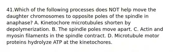 41.Which of the following processes does NOT help move the daughter chromosomes to opposite poles of the spindle in anaphase? A. Kinetochore microtubules shorten by depolymerization. B. The spindle poles move apart. C. Actin and myosin filaments in the spindle contract. D. Microtubule motor proteins hydrolyze ATP at the kinetochores.