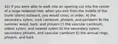 42) If you were able to walk into an opening cut into the center of a large redwood tree, when you exit from the middle of the trunk (stem) outward, you would cross, in order, A) the secondary xylem, cork cambium, phloem, and periderm B) the summer wood, bark, and phloem C) the vascular cambium, oldest xylem, and newest xylem D) the secondary xylem, secondary phloem, and vascular cambium E) the annual rings, phloem, and bark