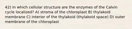 42) In which cellular structure are the enzymes of the Calvin cycle localized? A) stroma of the chloroplast B) thylakoid membrane C) interior of the thylakoid (thylakoid space) D) outer membrane of the chloroplast