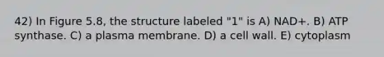 42) In Figure 5.8, the structure labeled "1" is A) NAD+. B) ATP synthase. C) a plasma membrane. D) a cell wall. E) cytoplasm