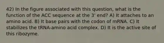 42) In the figure associated with this question, what is the function of the ACC sequence at the 3' end? A) It attaches to an amino acid. B) It base pairs with the codon of mRNA. C) It stabilizes the tRNA-amino acid complex. D) It is the active site of this ribozyme.