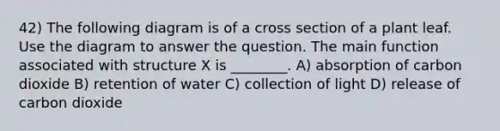 42) The following diagram is of a cross section of a plant leaf. Use the diagram to answer the question. The main function associated with structure X is ________. A) absorption of carbon dioxide B) retention of water C) collection of light D) release of carbon dioxide