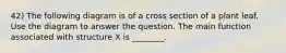 42) The following diagram is of a cross section of a plant leaf. Use the diagram to answer the question. The main function associated with structure X is ________.