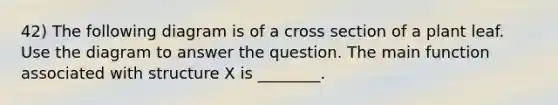 42) The following diagram is of a cross section of a plant leaf. Use the diagram to answer the question. The main function associated with structure X is ________.