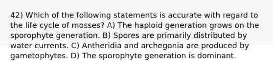 42) Which of the following statements is accurate with regard to the life cycle of mosses? A) The haploid generation grows on the sporophyte generation. B) Spores are primarily distributed by water currents. C) Antheridia and archegonia are produced by gametophytes. D) The sporophyte generation is dominant.