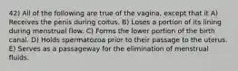 42) All of the following are true of the vagina, except that it A) Receives the penis during coitus. B) Loses a portion of its lining during menstrual flow. C) Forms the lower portion of the birth canal. D) Holds spermatozoa prior to their passage to the uterus. E) Serves as a passageway for the elimination of menstrual fluids.