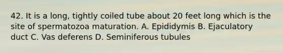 42. It is a long, tightly coiled tube about 20 feet long which is the site of spermatozoa maturation. A. Epididymis B. Ejaculatory duct C. Vas deferens D. Seminiferous tubules