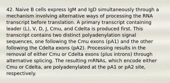 42. Naive B cells express IgM and IgD simultaneously through a mechanism involving alternative ways of processing the RNA transcript before translation. A primary transcript containing leader (L), V, D, J, Cmu, and Cdelta is produced first. This transcript contains two distinct polyadenylation signal sequences, one following the Cmu exons (pA1) and the other following the Cdelta exons (pA2). Processing results in the removal of either Cmu or Cdelta exons (plus introns) through alternative splicing. The resulting mRNAs, which encode either Cmu or Cdelta, are polyadenylated at the pA1 or pA2 site, respectively.