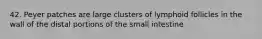 42. Peyer patches are large clusters of lymphoid follicles in the wall of the distal portions of the small intestine