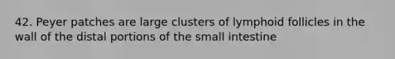 42. Peyer patches are large clusters of lymphoid follicles in the wall of the distal portions of <a href='https://www.questionai.com/knowledge/kt623fh5xn-the-small-intestine' class='anchor-knowledge'>the small intestine</a>