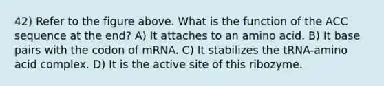 42) Refer to the figure above. What is the function of the ACC sequence at the end? A) It attaches to an amino acid. B) It base pairs with the codon of mRNA. C) It stabilizes the tRNA-amino acid complex. D) It is the active site of this ribozyme.