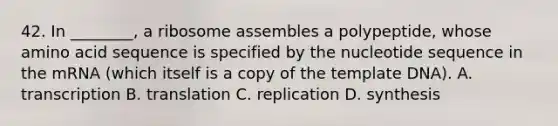 42. In ________, a ribosome assembles a polypeptide, whose amino acid sequence is specified by the nucleotide sequence in the mRNA (which itself is a copy of the template DNA). A. transcription B. translation C. replication D. synthesis