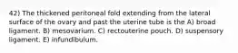 42) The thickened peritoneal fold extending from the lateral surface of the ovary and past the uterine tube is the A) broad ligament. B) mesovarium. C) rectouterine pouch. D) suspensory ligament. E) infundibulum.