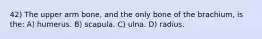 42) The upper arm bone, and the only bone of the brachium, is the: A) humerus. B) scapula. C) ulna. D) radius.