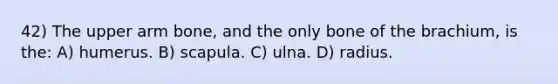 42) The upper arm bone, and the only bone of the brachium, is the: A) humerus. B) scapula. C) ulna. D) radius.