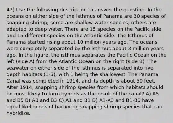 42) Use the following description to answer the question. In the oceans on either side of the Isthmus of Panama are 30 species of snapping shrimp; some are shallow-water species, others are adapted to deep water. There are 15 species on the Pacific side and 15 different species on the Atlantic side. The Isthmus of Panama started rising about 10 million years ago. The oceans were completely separated by the isthmus about 3 million years ago. In the figure, the isthmus separates the Pacific Ocean on the left (side A) from the Atlantic Ocean on the right (side B). The seawater on either side of the isthmus is separated into five depth habitats (1-5), with 1 being the shallowest. The Panama Canal was completed in 1914, and its depth is about 50 feet. After 1914, snapping shrimp species from which habitats should be most likely to form hybrids as the result of the canal? A) A5 and B5 B) A3 and B3 C) A1 and B1 D) A1-A3 and B1-B3 have equal likelihoods of harboring snapping shrimp species that can hybridize.