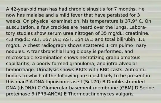 A 42-year-old man has had chronic sinusitis for 7 months. He now has malaise and a mild fever that have persisted for 3 weeks. On physical examination, his temperature is 37.9° C. On auscultation, a few crackles are heard over the lungs. Labora- tory studies show serum urea nitrogen of 35 mg/dL; creatinine, 4.3 mg/dL; ALT, 167 U/L; AST, 154 U/L; and total bilirubin, 1.1 mg/dL. A chest radiograph shows scattered 1-cm pulmo- nary nodules. A transbronchial lung biopsy is performed, and microscopic examination shows necrotizing granulomatous capillaritis, a poorly formed granuloma, and intra-alveolar hemorrhage. Urinalysis shows RBCs with RBC casts. Autoanti- bodies to which of the following are most likely to be present in this man? A DNA topoisomerase I (Scl-70) B Double-stranded DNA (dsDNA) C Glomerular basement membrane (GBM) D Serine proteinase 3 (PR3-ANCA) E Thermoactinomyces vulgaris