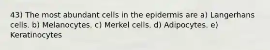 43) The most abundant cells in the epidermis are a) Langerhans cells. b) Melanocytes. c) Merkel cells. d) Adipocytes. e) Keratinocytes