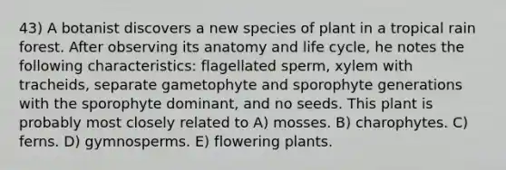 43) A botanist discovers a new species of plant in a tropical rain forest. After observing its anatomy and life cycle, he notes the following characteristics: flagellated sperm, xylem with tracheids, separate gametophyte and sporophyte generations with the sporophyte dominant, and no seeds. This plant is probably most closely related to A) mosses. B) charophytes. C) ferns. D) gymnosperms. E) flowering plants.