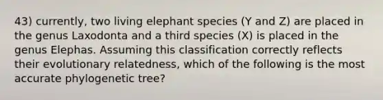 43) currently, two living elephant species (Y and Z) are placed in the genus Laxodonta and a third species (X) is placed in the genus Elephas. Assuming this classification correctly reflects their evolutionary relatedness, which of the following is the most accurate phylogenetic tree?