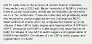 43) An early step in the process of carbon fixation combines three molecules of CO2 with three molecules of RuBP to produce three 6-carbon molecules, which are immediately converted to six 3-carbon molecules. These six molecules are phosphorylated and reduced to produce glyceraldehyde 3-phosphate (G3P). What additional events occur to complete the Calvin cycle? A) release of two G3P to make sugars and regeneration of ATP from ADP B) release of one G3P to make sugars and regeneration of RuBP C) release of one G3P to make sugars and regeneration of NADPH from NADP+ D) release of one G3P to make sugars and regeneration of citrate