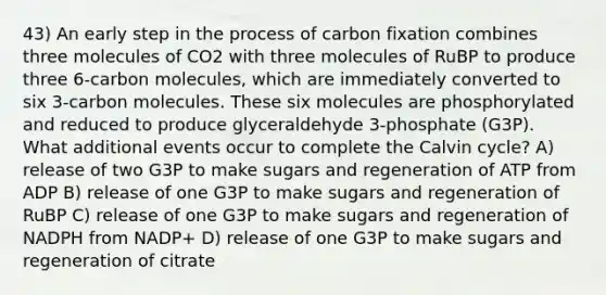 43) An early step in the process of carbon fixation combines three molecules of CO2 with three molecules of RuBP to produce three 6-carbon molecules, which are immediately converted to six 3-carbon molecules. These six molecules are phosphorylated and reduced to produce glyceraldehyde 3-phosphate (G3P). What additional events occur to complete the Calvin cycle? A) release of two G3P to make sugars and regeneration of ATP from ADP B) release of one G3P to make sugars and regeneration of RuBP C) release of one G3P to make sugars and regeneration of NADPH from NADP+ D) release of one G3P to make sugars and regeneration of citrate