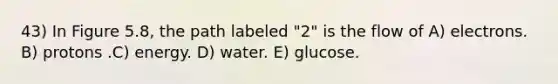 43) In Figure 5.8, the path labeled "2" is the flow of A) electrons. B) protons .C) energy. D) water. E) glucose.