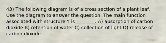 43) The following diagram is of a cross section of a plant leaf. Use the diagram to answer the question. The main function associated with structure Y is ________. A) absorption of carbon dioxide B) retention of water C) collection of light D) release of carbon dioxide