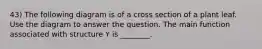 43) The following diagram is of a cross section of a plant leaf. Use the diagram to answer the question. The main function associated with structure Y is ________.