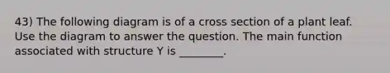 43) The following diagram is of a cross section of a plant leaf. Use the diagram to answer the question. The main function associated with structure Y is ________.