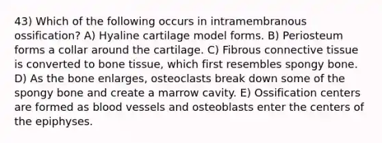 43) Which of the following occurs in intramembranous ossification? A) Hyaline cartilage model forms. B) Periosteum forms a collar around the cartilage. C) Fibrous connective tissue is converted to bone tissue, which first resembles spongy bone. D) As the bone enlarges, osteoclasts break down some of the spongy bone and create a marrow cavity. E) Ossification centers are formed as blood vessels and osteoblasts enter the centers of the epiphyses.