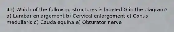 43) Which of the following structures is labeled G in the diagram? a) Lumbar enlargement b) Cervical enlargement c) Conus medullaris d) Cauda equina e) Obturator nerve