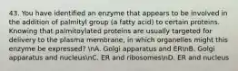 43. You have identified an enzyme that appears to be involved in the addition of palmityl group (a fatty acid) to certain proteins. Knowing that palmitoylated proteins are usually targeted for delivery to the plasma membrane, in which organelles might this enzyme be expressed? nA. Golgi apparatus and ERnB. Golgi apparatus and nucleusnC. ER and ribosomesnD. ER and nucleus