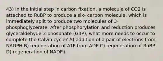 43) In the initial step in carbon fixation, a molecule of CO2 is attached to RuBP to produce a six- carbon molecule, which is immediately split to produce two molecules of 3-phosphoglycerate. After phosphorylation and reduction produces glyceraldehyde 3-phosphate (G3P), what more needs to occur to complete the Calvin cycle? A) addition of a pair of electrons from NADPH B) regeneration of ATP from ADP C) regeneration of RuBP D) regeneration of NADP+