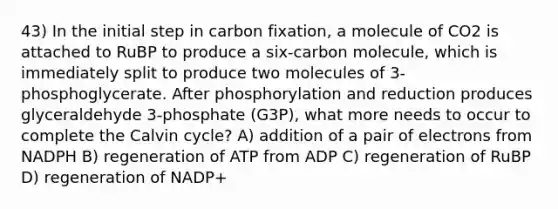 43) In the initial step in carbon fixation, a molecule of CO2 is attached to RuBP to produce a six-carbon molecule, which is immediately split to produce two molecules of 3-phosphoglycerate. After phosphorylation and reduction produces glyceraldehyde 3-phosphate (G3P), what more needs to occur to complete the Calvin cycle? A) addition of a pair of electrons from NADPH B) regeneration of ATP from ADP C) regeneration of RuBP D) regeneration of NADP+