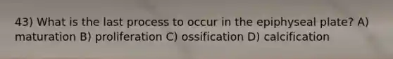 43) What is the last process to occur in the epiphyseal plate? A) maturation B) proliferation C) ossification D) calcification