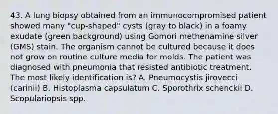 43. A lung biopsy obtained from an immunocompromised patient showed many "cup-shaped" cysts (gray to black) in a foamy exudate (green background) using Gomori methenamine silver (GMS) stain. The organism cannot be cultured because it does not grow on routine culture media for molds. The patient was diagnosed with pneumonia that resisted antibiotic treatment. The most likely identification is? A. Pneumocystis jirovecci (carinii) B. Histoplasma capsulatum C. Sporothrix schenckii D. Scopulariopsis spp.