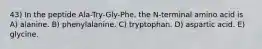 43) In the peptide Ala-Try-Gly-Phe, the N-terminal amino acid is A) alanine. B) phenylalanine. C) tryptophan. D) aspartic acid. E) glycine.