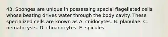 43. Sponges are unique in possessing special flagellated cells whose beating drives water through the body cavity. These specialized cells are known as A. cnidocytes. B. planulae. C. nematocysts. D. choanocytes. E. spicules.